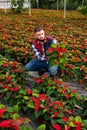 Skilled florist man engaged in cultivation of plants of poinsettia in greenhouse Royalty Free Stock Photo