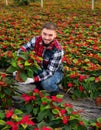 Skilled florist man engaged in cultivation of plants of poinsettia in greenhouse Royalty Free Stock Photo