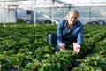 Gardener working with Poinsettia Royalty Free Stock Photo