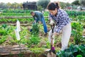 Focused woman digging soil with shovel in vegetable garden Royalty Free Stock Photo