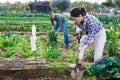 Focused woman digging soil with shovel in vegetable garden Royalty Free Stock Photo