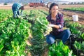 Latino female worker picking chard on field