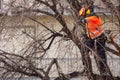 Skilled man cutting tree branches with an electric saw.