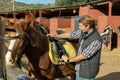 Skilled middle-aged male stable keeper checking saddle on brown horse for riding in yard of stables Royalty Free Stock Photo