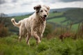 Midday Sheepdog Herding in Green Pasture Royalty Free Stock Photo