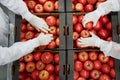 Skilled warehouse workers packaging vegetables for shipping