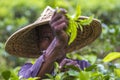 Skilled worker hands picking green tea raw leaves.