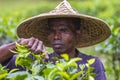 Skilled worker hands picking green tea raw leaves.