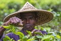 Skilled worker hands picking green tea raw leaves in Moulovibazar, Bangladesh.