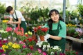 Skilled young Asian female worker in apron gardening in glasshouse, inspecting Petunia plant in pot Royalty Free Stock Photo