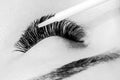 Skillful cosmetologist undergoing lash extension procedure