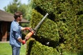 Skillful male landscaper shaping geometric ornament with hedge trimmer in topiary park.