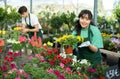 Professional female gardener arranging potted Petunia flowers for market and wearing greenhouse uniform Royalty Free Stock Photo