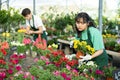 Skillful positive young Asian woman, botanist checking flower petals while holding pot with Petunia in glasshouse Royalty Free Stock Photo