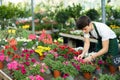 Skillful young man, botanist checking potted Petunia flowers in glasshouse