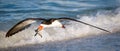 Skimmer Bird with Fish - Flying over Water and Waves