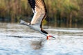 Skimmer bird skims the water for food Royalty Free Stock Photo