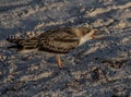 Skimmer Chick Talking on Indian Rocks Beach, Florida