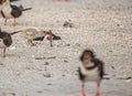 Skimmer Chick Trying to Carry Big Stick, Indian Rocks Beach, Florida