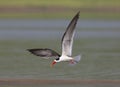 Skimmer in flight, Tern-like birds from Laridae family at Chambal river in Rajasthan, India. Royalty Free Stock Photo