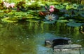 Skimmer floats on surface of water in pond. Close-up. Beautiful and clean pond with blurred water lilies on background. Skimmer