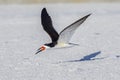 Skimmer Flying Low, Wings Spread Out Royalty Free Stock Photo