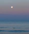 Skimmer on Gulf of Mexico at Full Moon Setting at Indian Rocks Beach, Florida Royalty Free Stock Photo