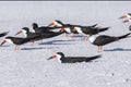 Skimmer Roosting On Nest On The Beach