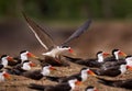 Skimmer sand beach.  Flock of African Skimmer, Rynchops flavirostris, sitting on the ground near the river water. African tern. Royalty Free Stock Photo