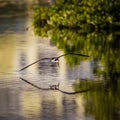 Skimmer skims over water fishing at dawn Royalty Free Stock Photo
