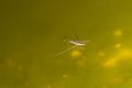 skimmer walking over green water of a pond Royalty Free Stock Photo