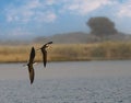 2 Skimmers flying closeup at sunset