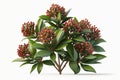 Skimmia Bush On White Background. Generative AI