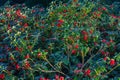 Skimmia japonica bowles dwarf Royalty Free Stock Photo