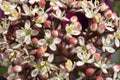 Skimmia japonica 'Rubella'