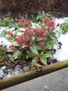 Skimmia japonica on snow in winter