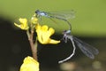 Skimming Bluet Damselflies Mating Royalty Free Stock Photo