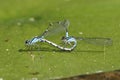 Skimming Bluet Damselflies Mating Royalty Free Stock Photo