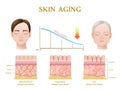 Skin Aging Anatomy