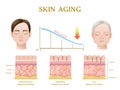 Skin Aging Anatomy Royalty Free Stock Photo