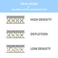 Collagen levels in young and aging skin diagram