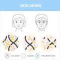 Female skin aging and collagen loss diagram illustration