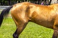 Skin of akhalteke horse Royalty Free Stock Photo