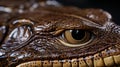 The Skin of An Alligator Is Revealed in Meticulous Detail, Showcasing a Macro Assembly of Shades Royalty Free Stock Photo