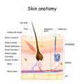 Skin anatomy. Cross section of the human skin Royalty Free Stock Photo