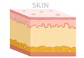 Skin anatomy, diagram. Basic human skin layer. Cubic cross section. Organ structure parts dermis, epidermis, subcutis, hypodermis. Royalty Free Stock Photo