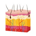 Skin anatomy. Human body skin vector illustration with parts vein artery hair sweat gland epidermis dermis and