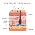 Skin anatomy. Human normal skin dermis epidermis adipose layers recent vector biological infographic Royalty Free Stock Photo