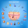 Skin Anatomy Background Royalty Free Stock Photo