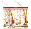 Skin Anatomy. Sensory receptors. 3D illustration